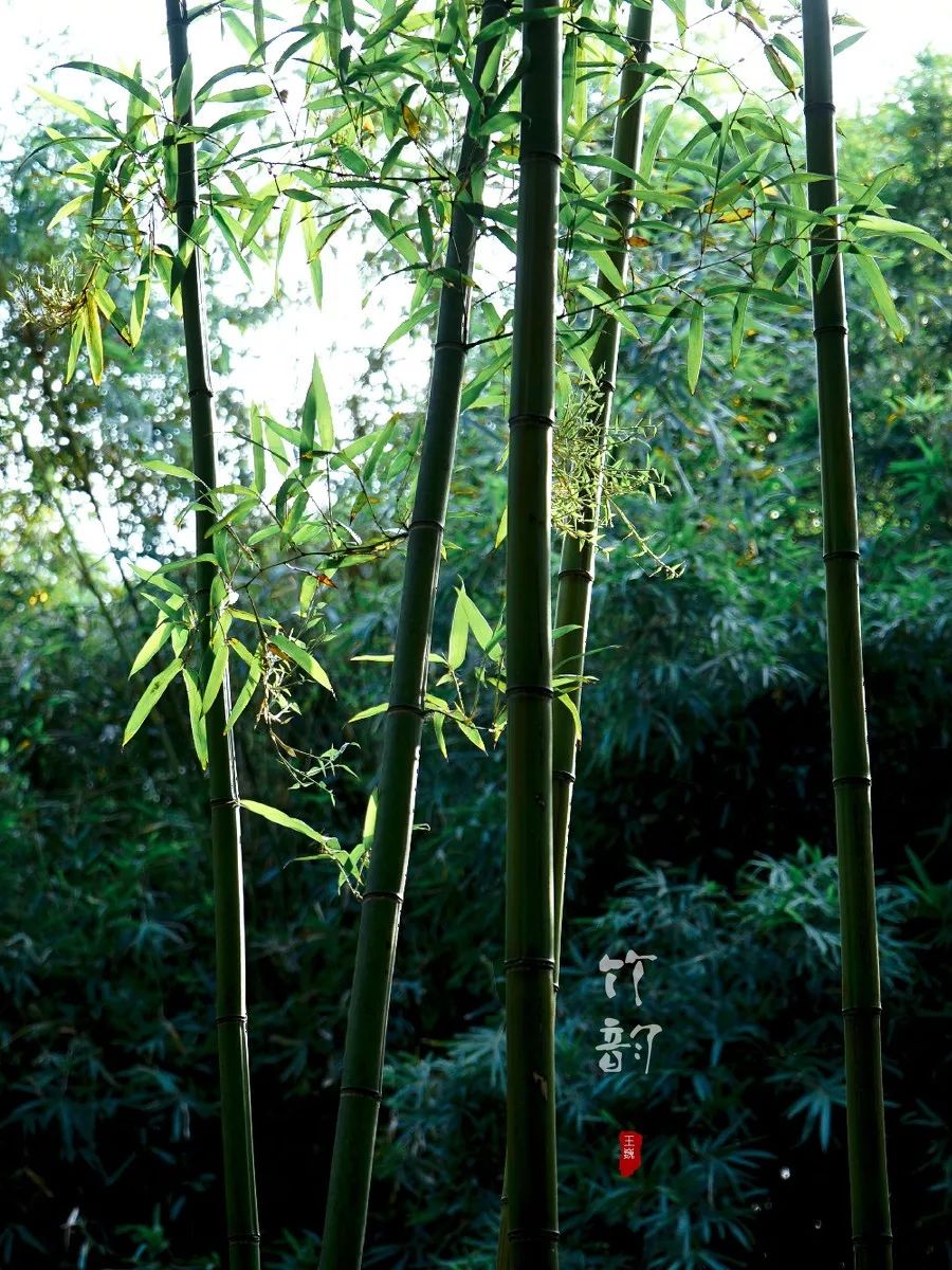 古风|《竹林抚琴》使人轻飘飘,感到心情愉悦