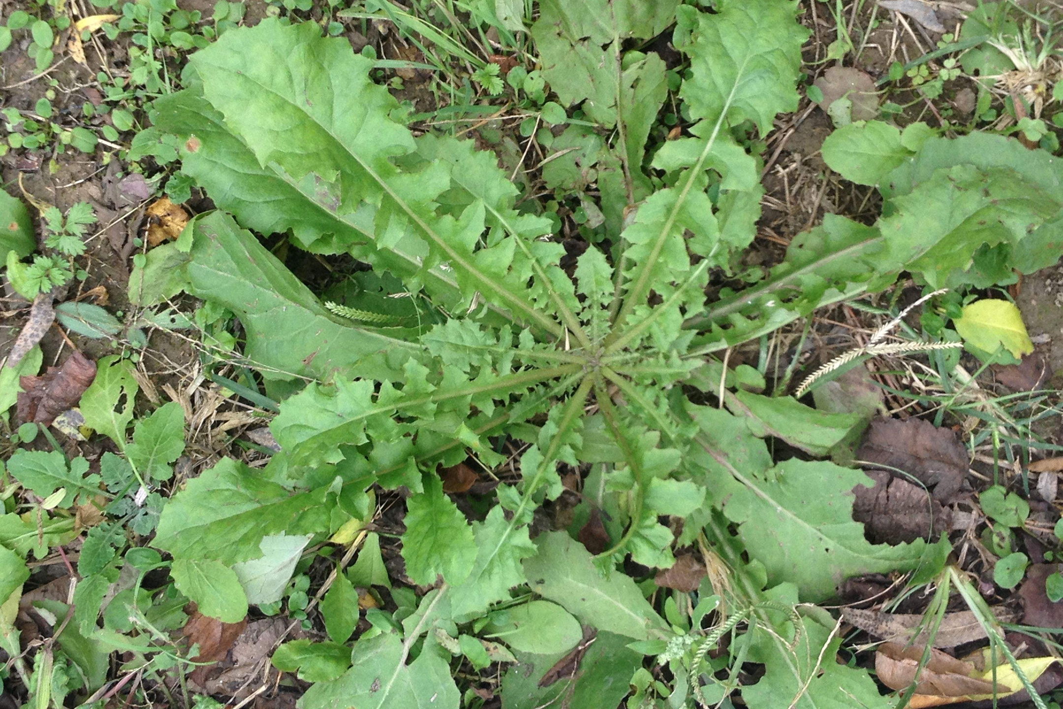 春天的野菜,苦菜蒲公英荠菜,很多人容易混淆,农村小伙带你辨别