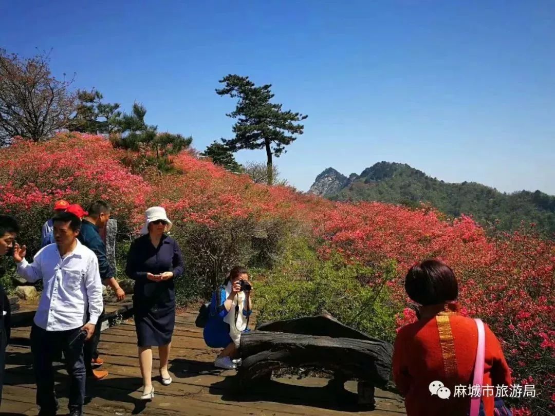 盛景初现,麻城龟峰山杜鹃花海大面积绽放,快看今日超美实拍图!