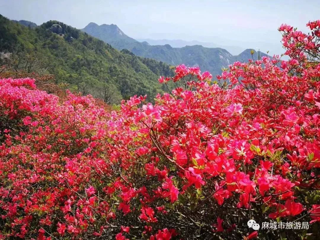 盛景初现,麻城龟峰山杜鹃花海大面积绽放,快看今日超美实拍图!