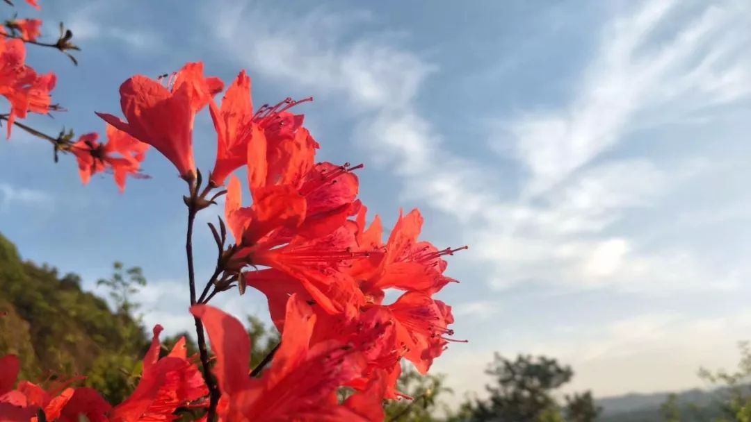 绍兴新昌大岩岗的杜鹃花已开成海错过又是一年