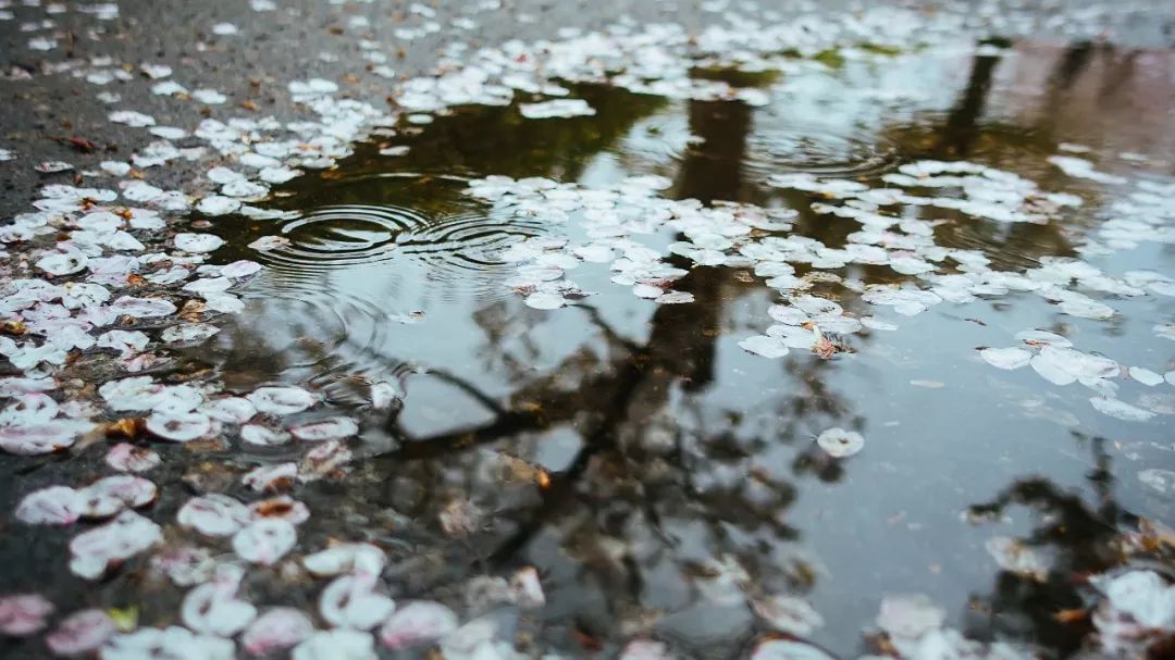 夜来风雨声,花落知多少"描述的,便是谷雨时节的风物.