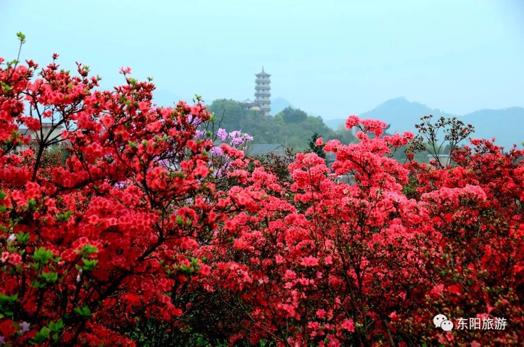 美景丨映山红遮天蔽日,车程一小时!金华这个地方简直要美上天.