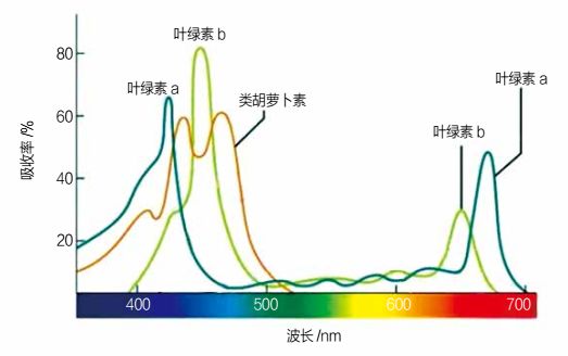 各光合色素的光谱吸收图示