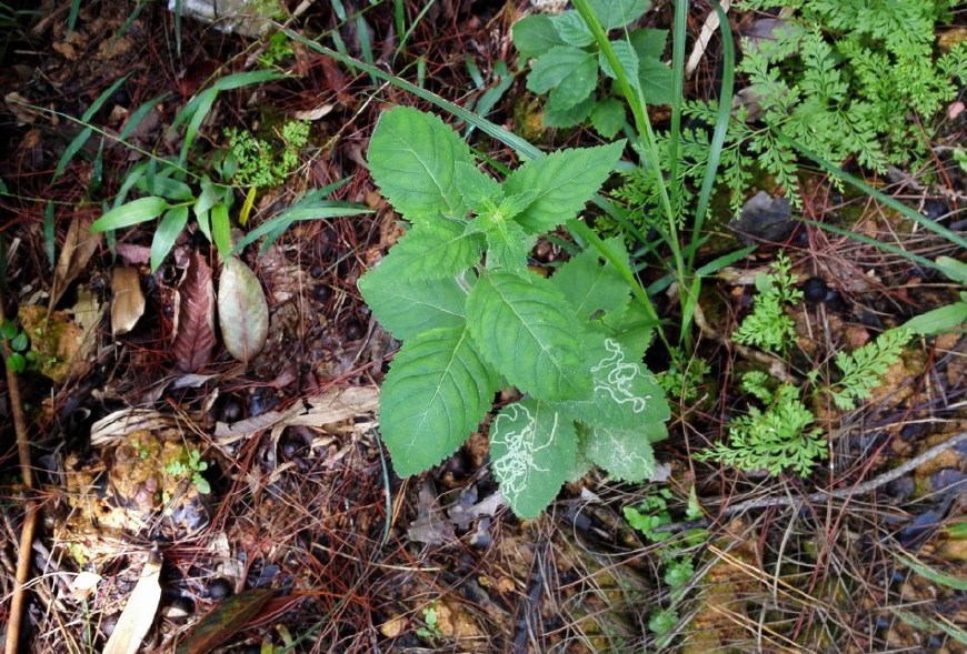 这种野草有"动物"的味道,香味堪比麝香,做香囊能驱蚊虫