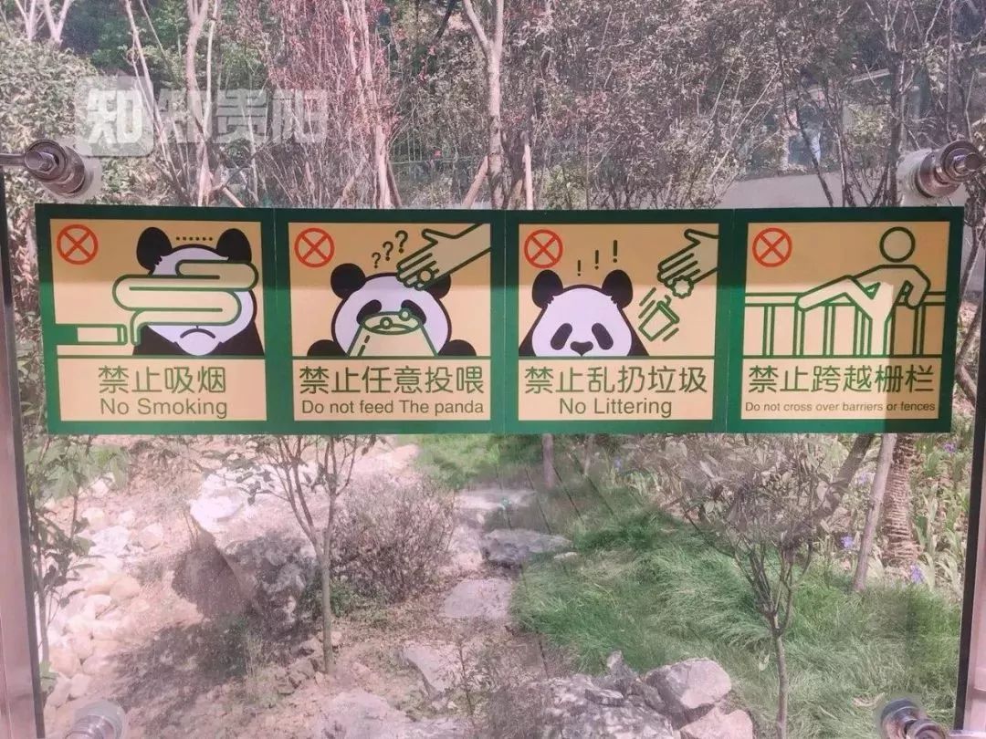 贵阳人 本周末可以去黔灵山公园动物园免费看大熊猫啦