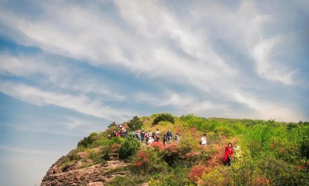 绍兴新昌大岩岗的杜鹃花已开成海错过又是一年