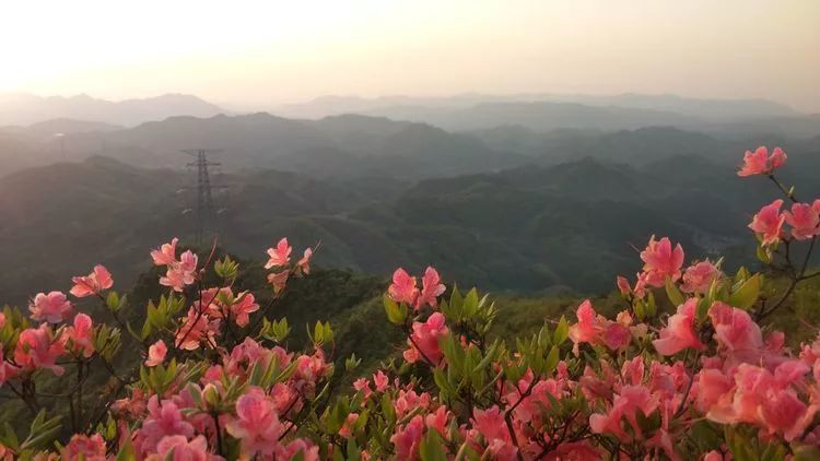 绍兴新昌大岩岗的杜鹃花已开成海错过又是一年