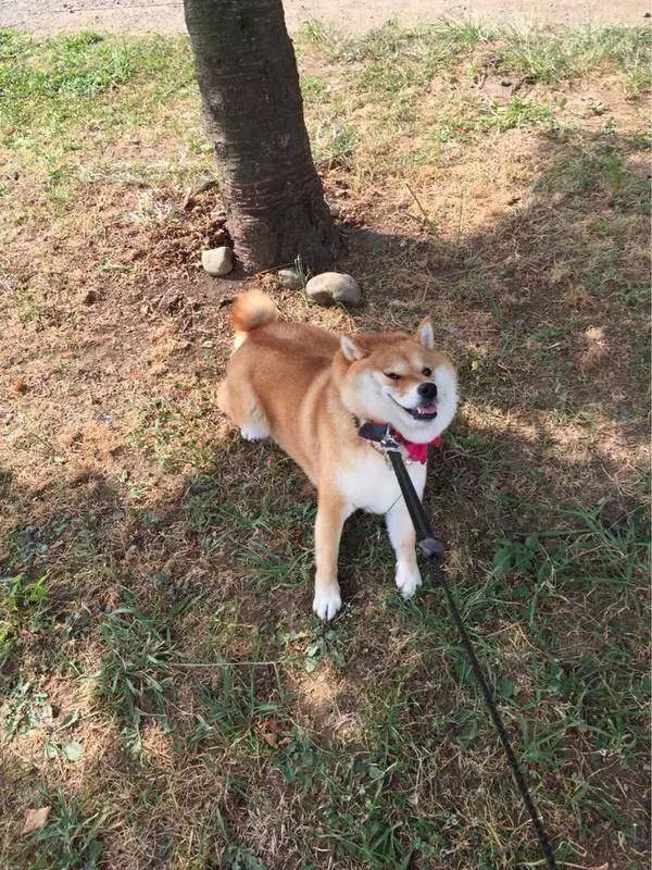 柴犬,一种出了门就不会回家的生物!