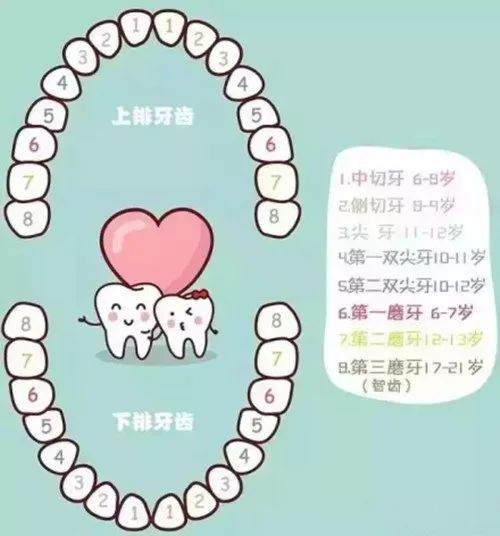 人的一生中都要长两次牙齿,即乳牙和恒牙.