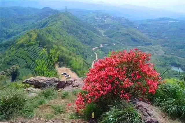 绍兴新昌大岩岗的杜鹃花已开成海错过又是一年