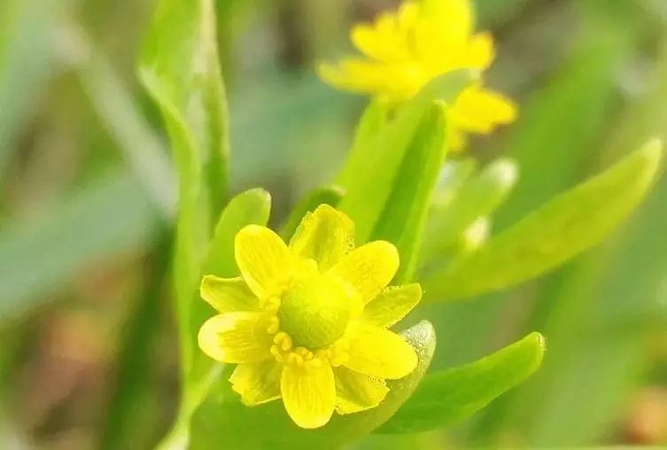 浙江十大毒草,出游时遇到这些花千万别碰!