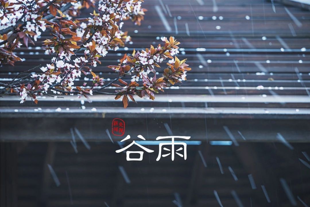 谷雨:夜来风雨声 花落知多少