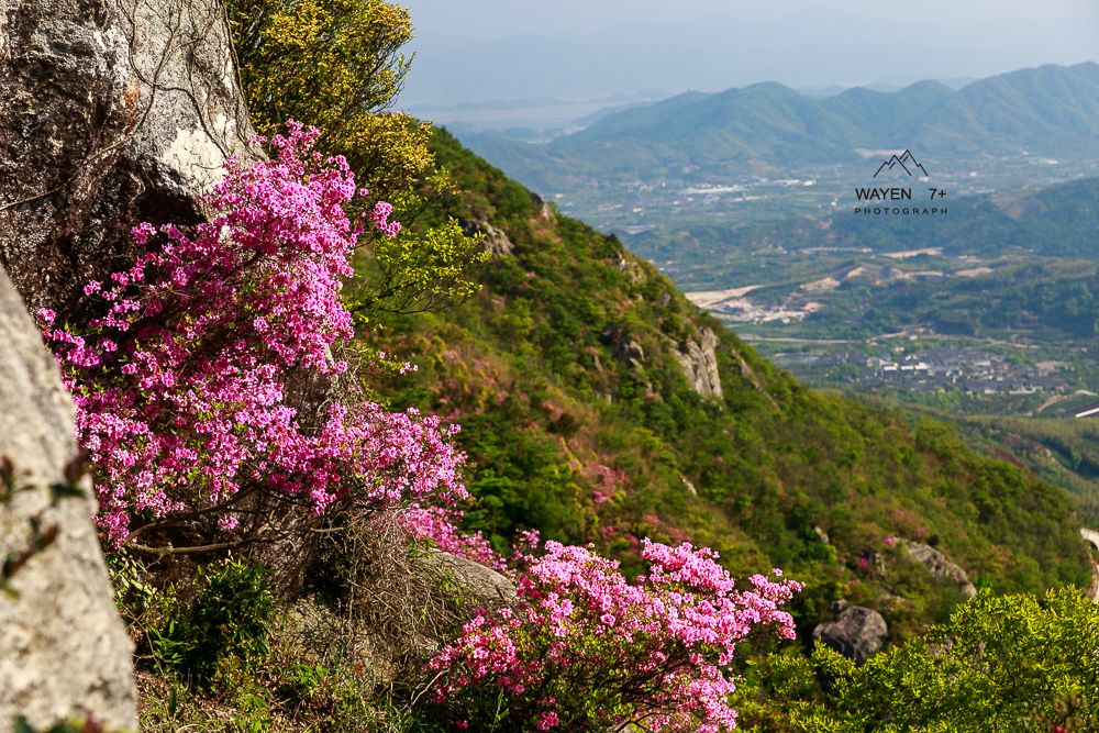 抓住春天的尾巴,去看金峨山的杜鹃花～【周末