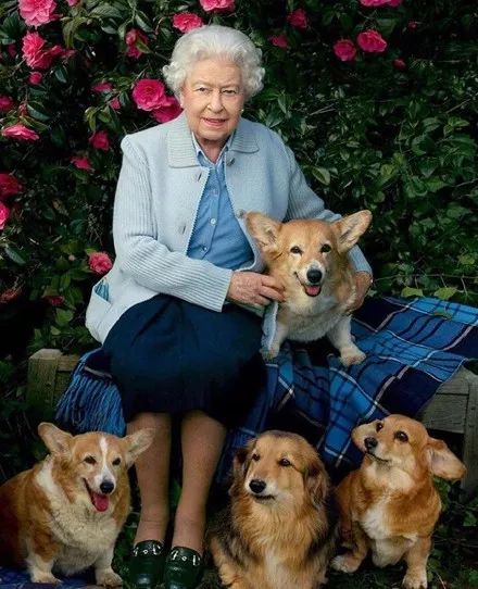 英国女王的最后一只柯基去世,她决定不再养狗.