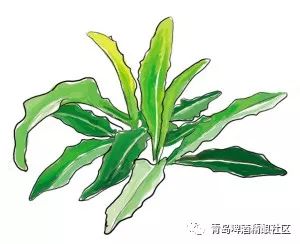 菜苦=芑【薄言采芑,于彼新田,于此菑亩.方叔莅止,其车三千.