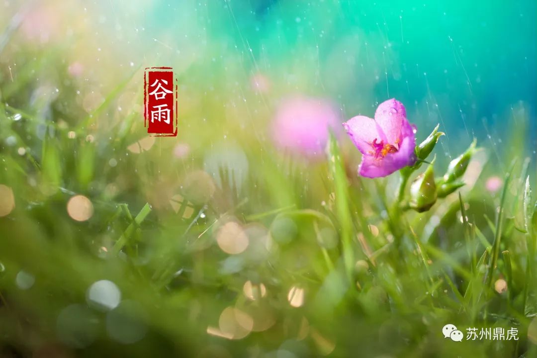 二十四节气‖谷雨:雨生百谷