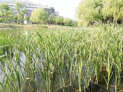 嫩茎爽脆润肺 花粉能消炎止血 里下河水乡蒲草"浑身都