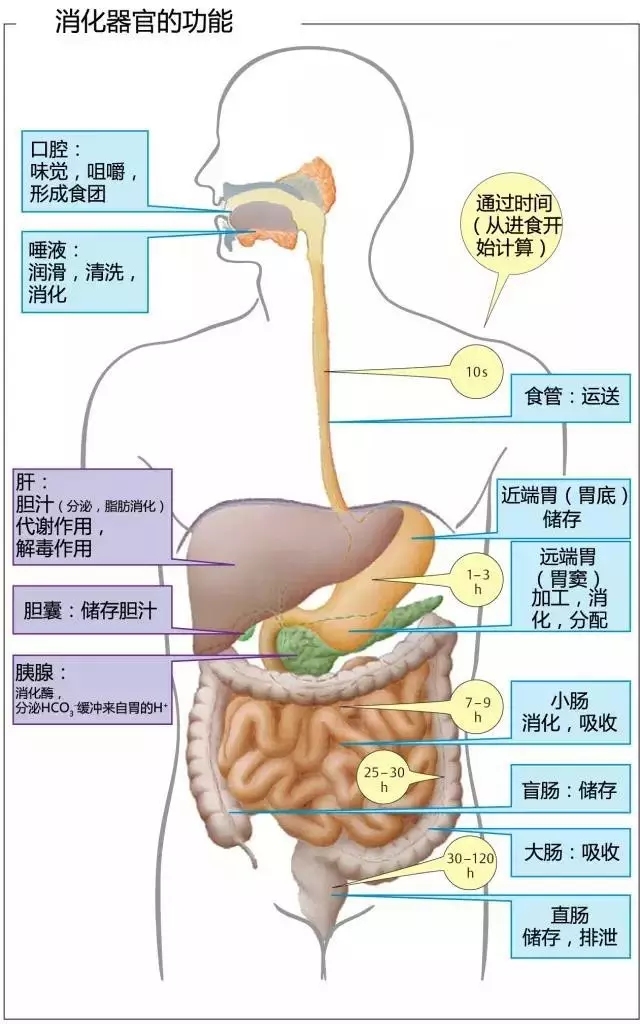 不要让30岁的你,拥有60岁的胃肠