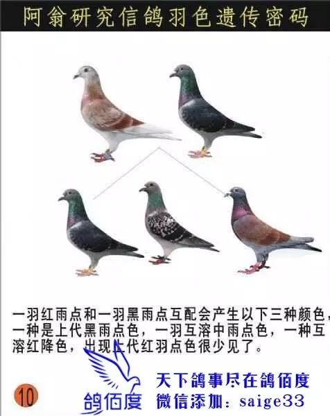 【图集】鸽子羽色配对图谱