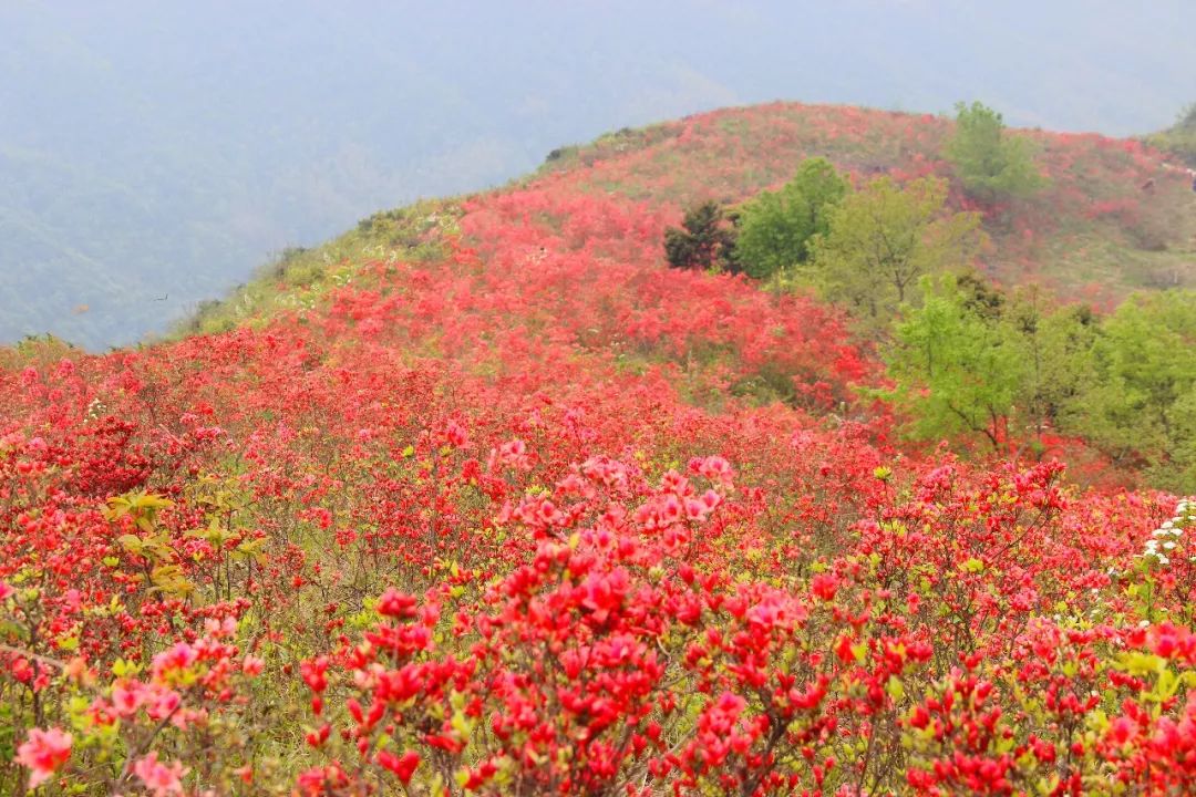 央视!黄岩这里的满山映山红上了央视!