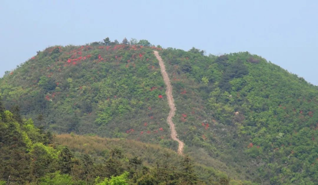 美爆了!萧山戴村云石千亩野生杜鹃开满山,目测这个周末要火