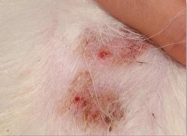病因# 疥螨病是由疥螨虫引起的,非常容易在狗狗之中交叉传染的皮肤