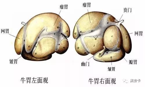 瘤胃(毛肚),网胃(蜂窝肚,金钱肚,葫芦),重瓣胃(百叶,散丹)和皱胃(蘑菇