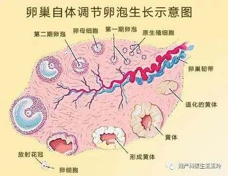 卵泡发育缓慢,有什么影响?