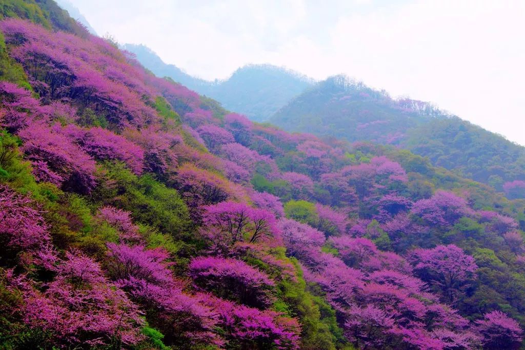 漫山的嫩蕊摇黄,碧空如洗,相映成趣.