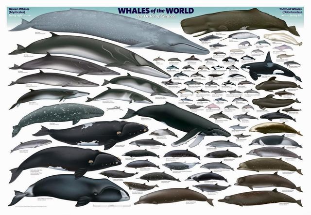 图片来源:whalesofthewworld.blogspot.hk