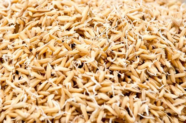 降三高为什么选择糙米发芽饭?