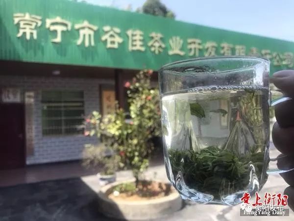 常宁塔山山岚茶走红背后出身高贵培育严苛