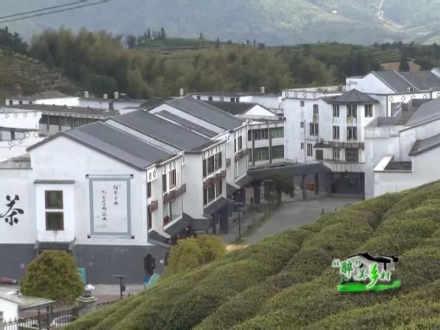 醉美乡村系列报道之十桥墩八亩后村茶韵悠扬绿水青山成金山银山