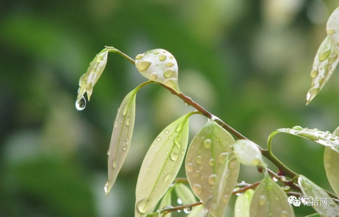 花拾网 | 雨生百谷春归去,风吹雨洗花倾城!