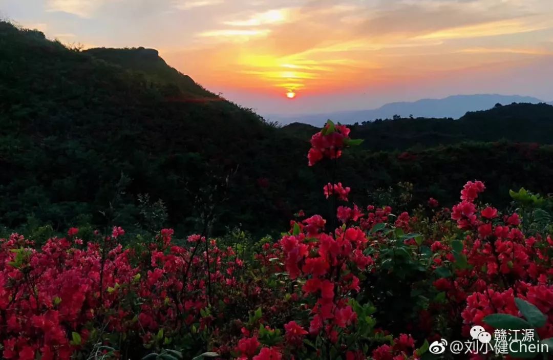 八卦脑是王,她就是妃!石城第二佳赏杜鹃花点仙桃岩