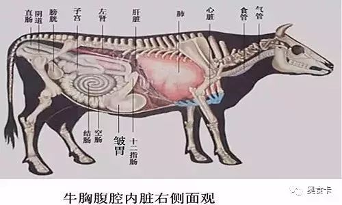 牛羊等反刍动物的胃分四个仓室,在中国,这些仓室被称作"x胃",而牛肚