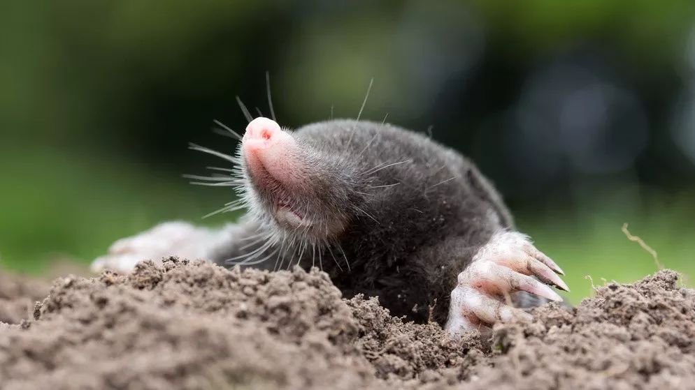 鼹鼠a mole is a small animal with black fur that lives