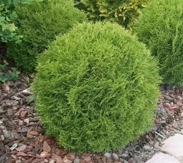 植物造型造型植物61球形灌木