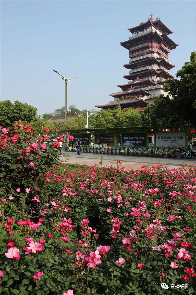 敲黑板!绵阳市花盛开 赏花攻略拿走不谢