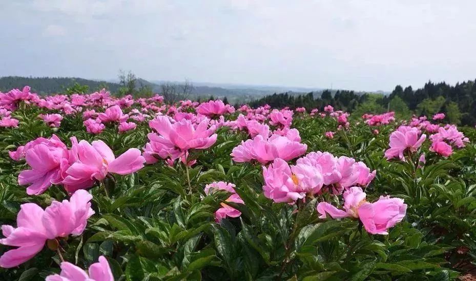 地址:四川省德阳市中江县集凤镇石垭芍药基地 自驾路线:成都经成绵