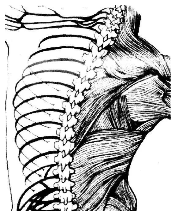深度剖析‖练太极拳不了解脊柱,就不懂太极!