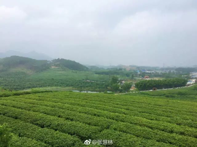 旅游 正文 上林万古茶园是国家3a级旅游区,位于南宁市上林县明亮镇