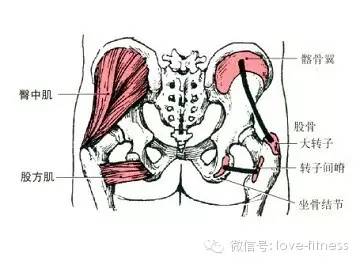 请看下图: 如果臀中肌不够发达,那么在外观上整个臀部就会有下垂或