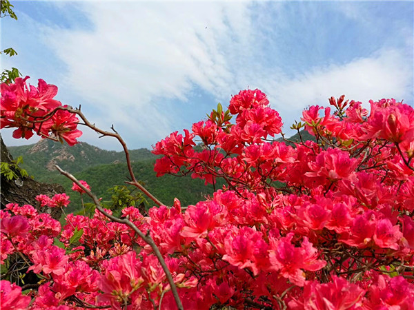 第十七届河南汝阳杜鹃花节暨炎黄文化节隆重开幕