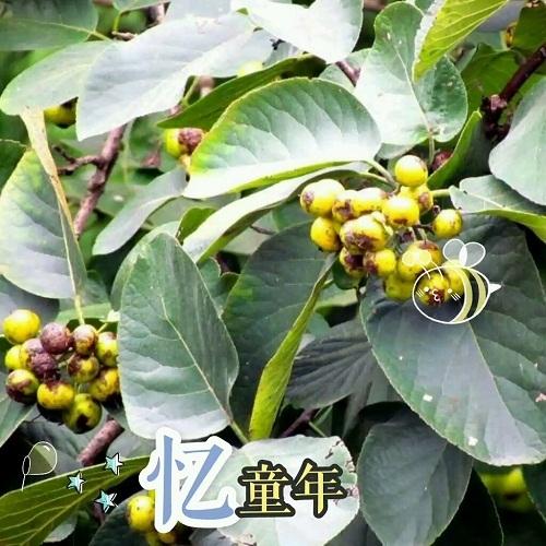 我们都叫它"冰籽树"树果实成熟的时候我就和小朋友一起去捡来拿回家洗