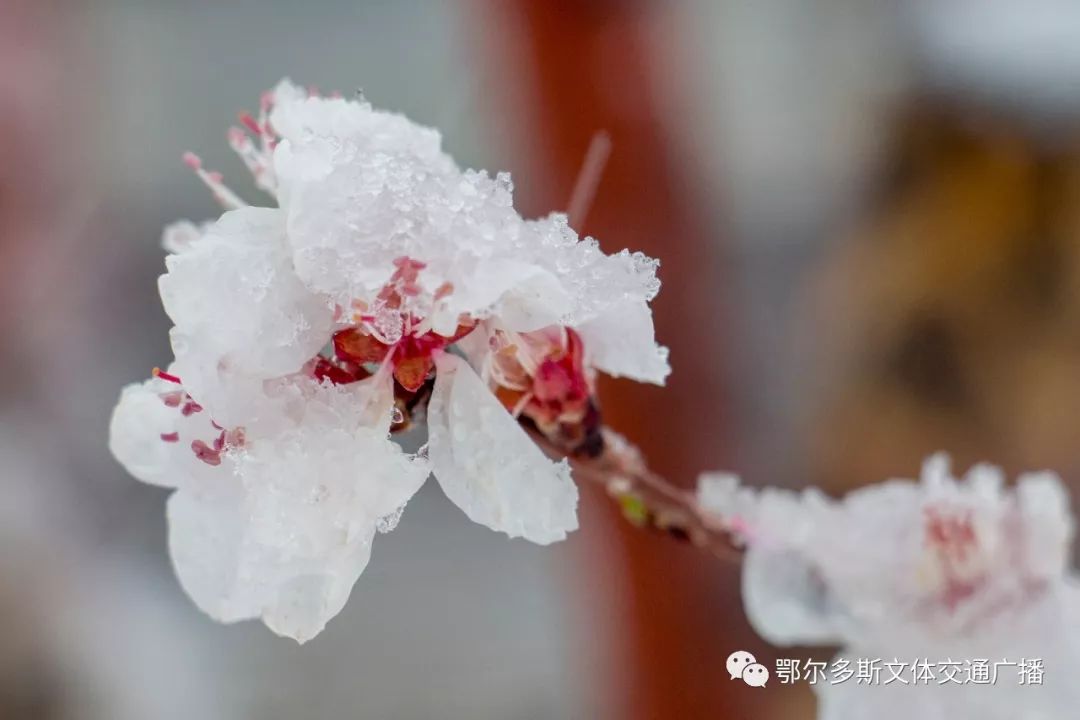 冷冽的美 |乍暖还寒   图片来源:网络