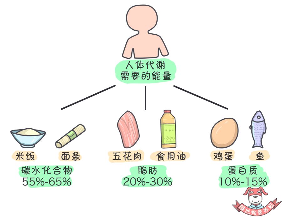 脂肪供能占比居中,蛋白质占比最少.