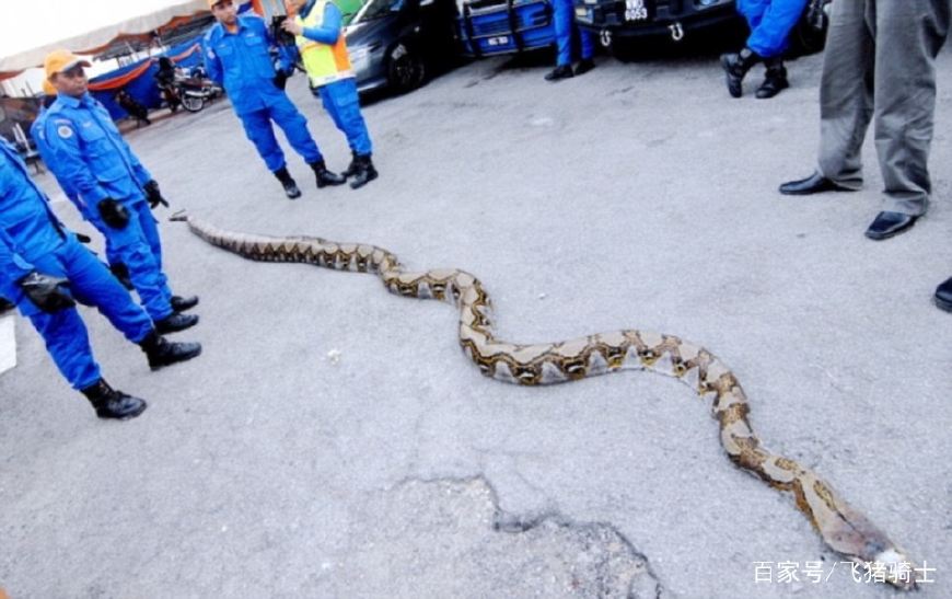 红海捕获世界最大蛇,长达百米? 追根究底, 原来是越南