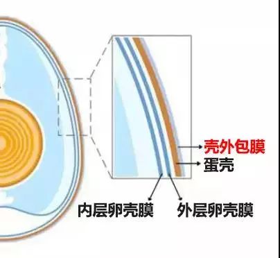 蛋壳结构